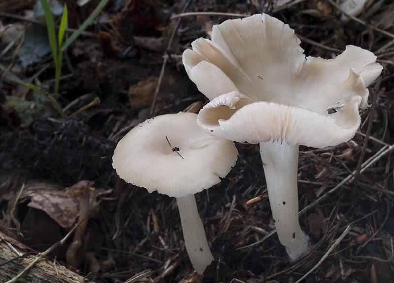 Entoloma nidorosum